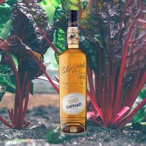 Giffard Liqueur Rhubarb